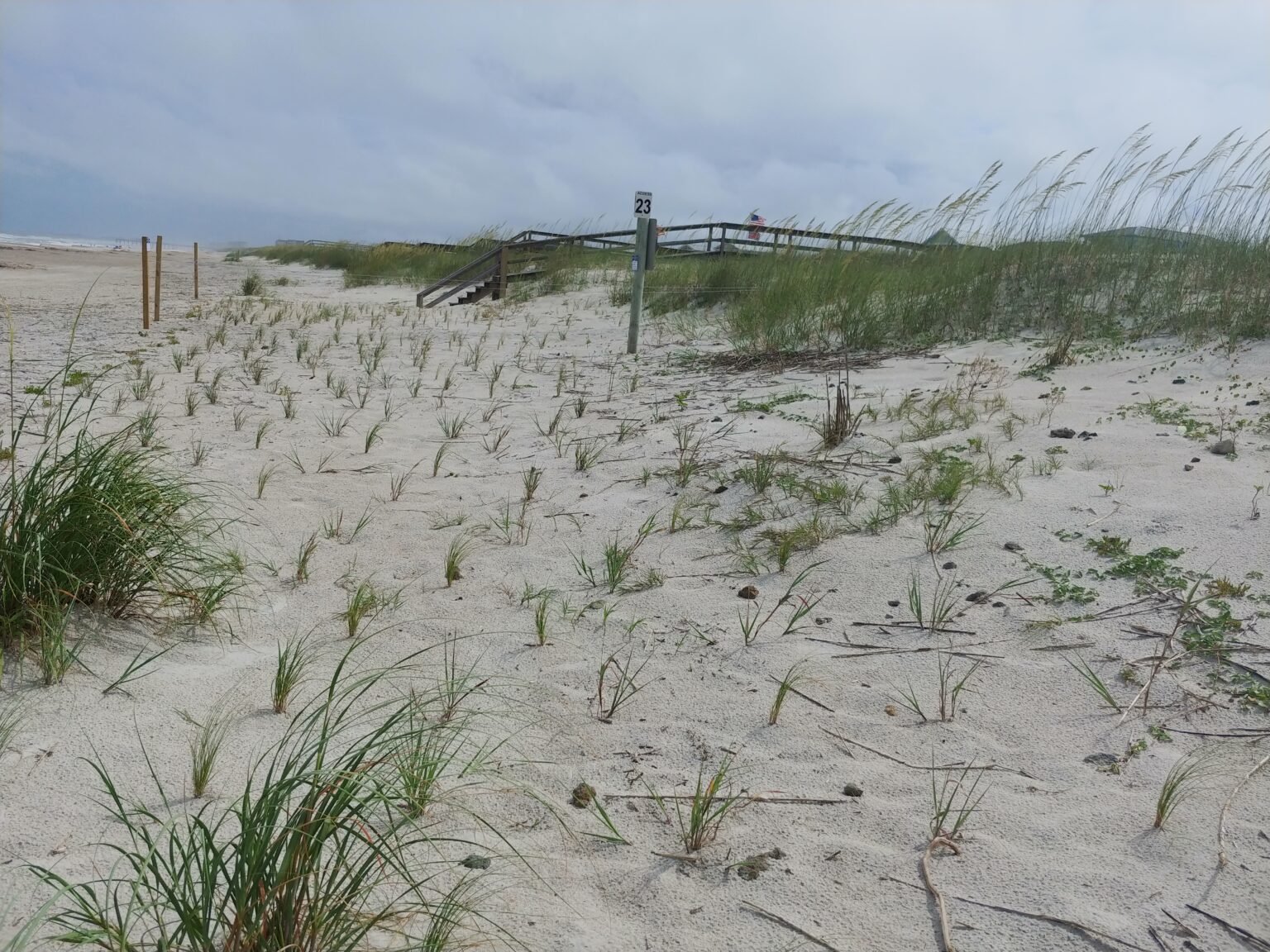 Sand dune native plants Dune Science Group LLC